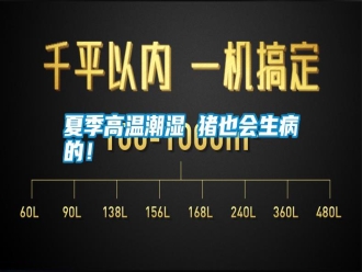 常見問題夏季高溫潮濕 豬也會生病的！